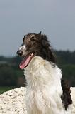 BARZOI 056